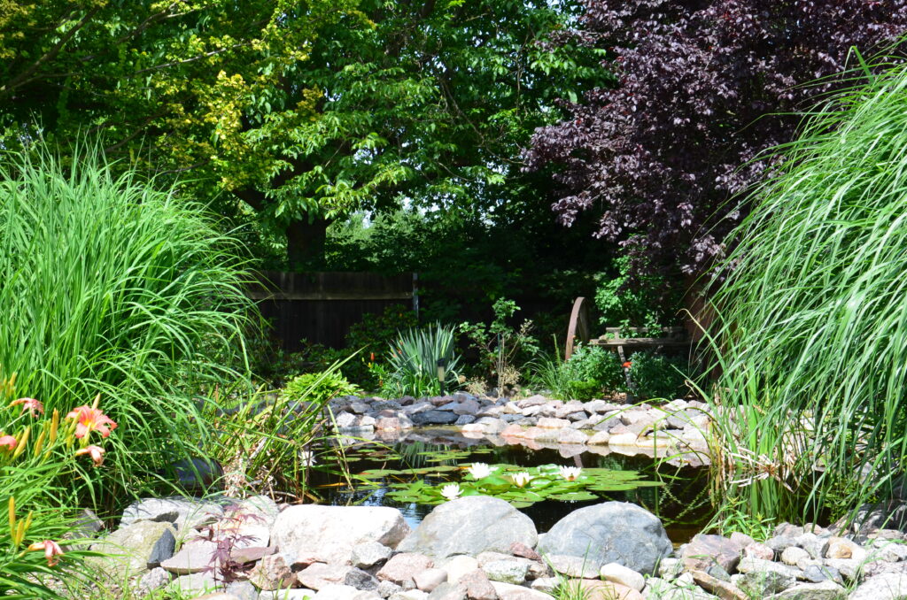 Gartenteich der Ferienwohnung Cottbus-Branitz mit Seerosen