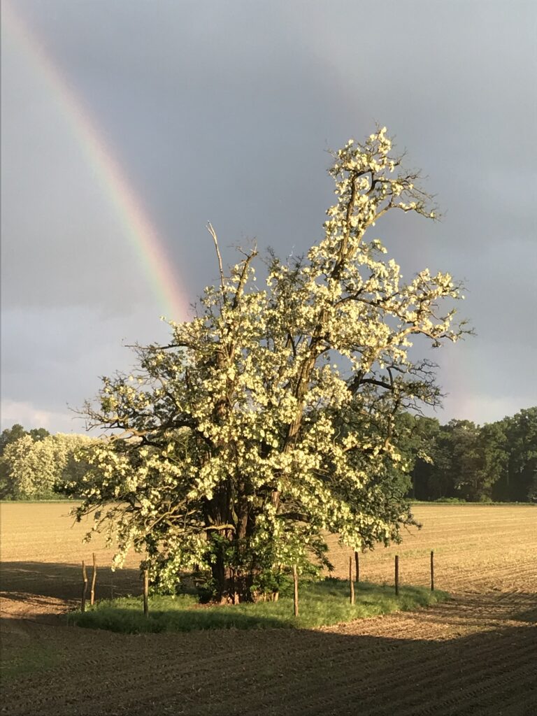Blühender Baum mit Regenbogen über einem Feld in der Lausitz