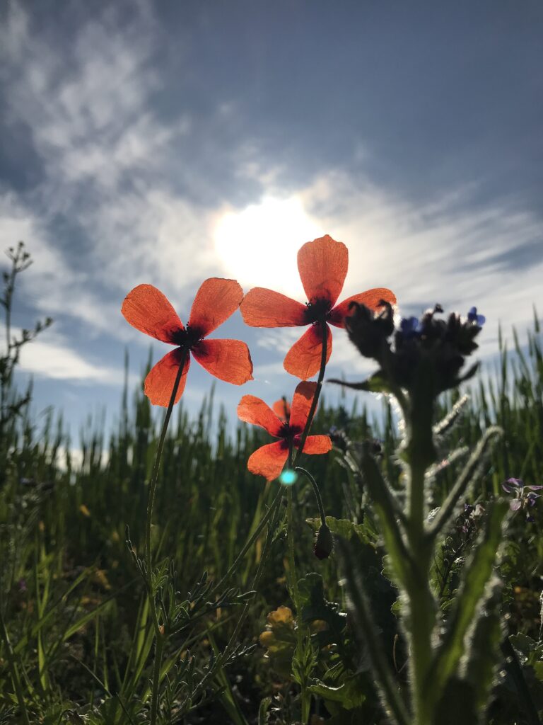 Mohnblumen in der Lausitzer Landschaft bei Cottbus