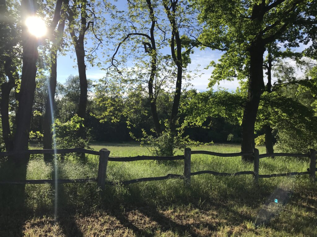 Wiese mit Holzzaun in der Natur rund um Cottbus