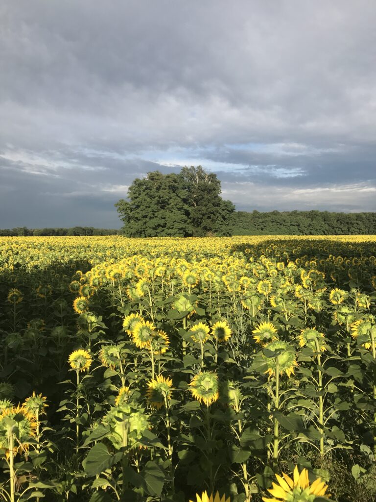 Sonnenblumenfeld in der Lausitz bei Cottbus im Sommer
