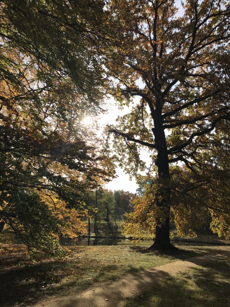 Branitzer Park im Herbst mit alter Eiche am See