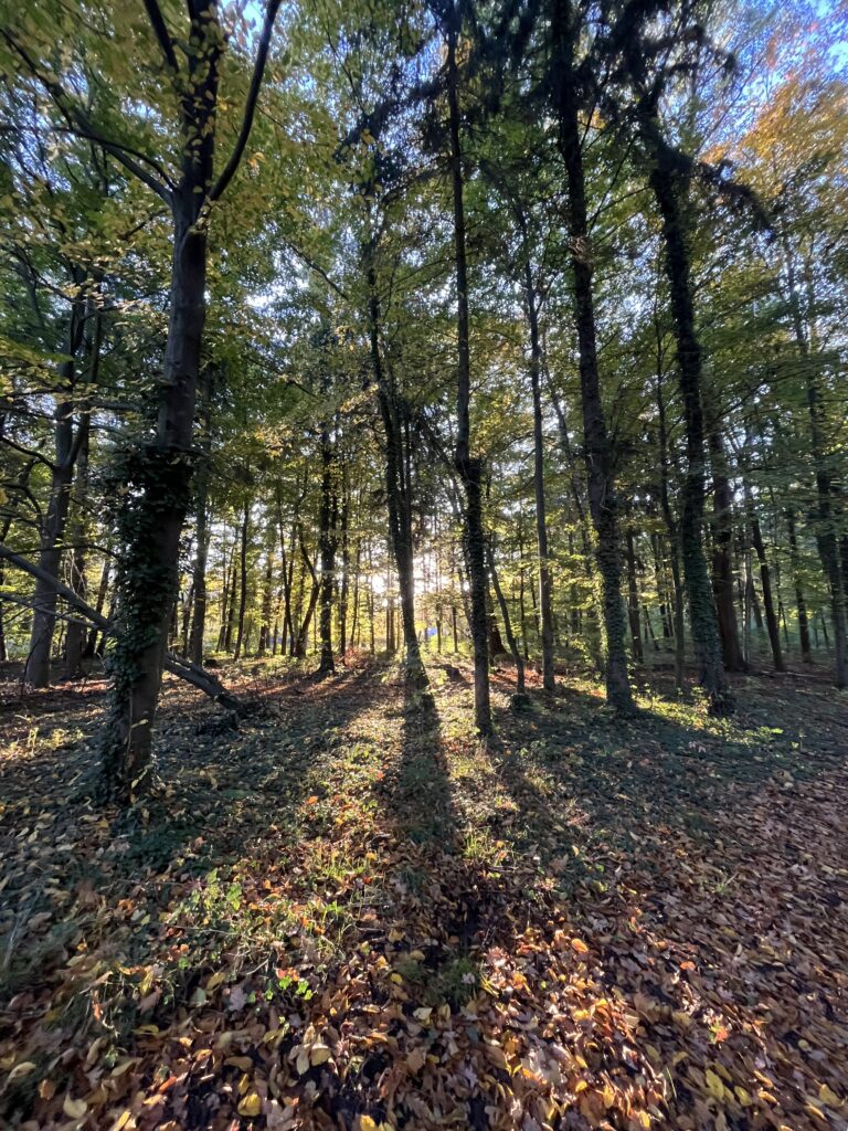 Herbstwald in der Lausitz nahe Cottbus