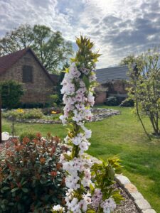 Garten der Ferienwohnung Cottbus im Frühling mit Kirschblüte